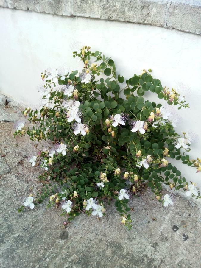 Villa Sonia Corsano (Apulia) Exterior foto